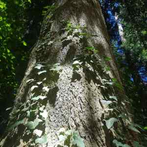 Artisanat pour chat
Artisanat suisse
Bois suisse
Chats du canton de Fribourg