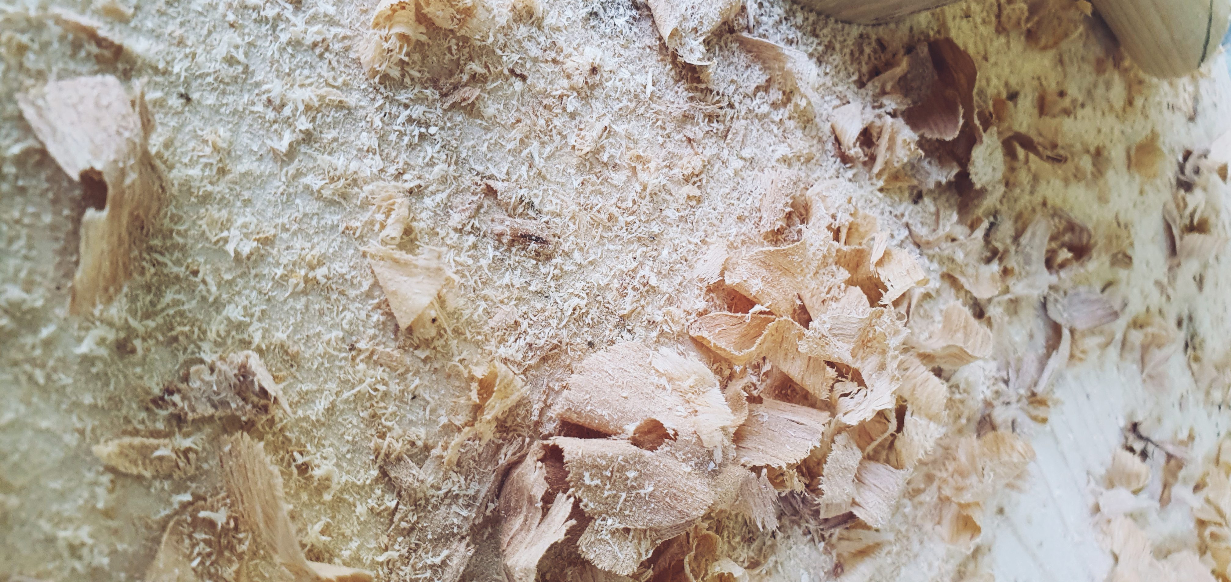 travail du bois
sciure
écorcé