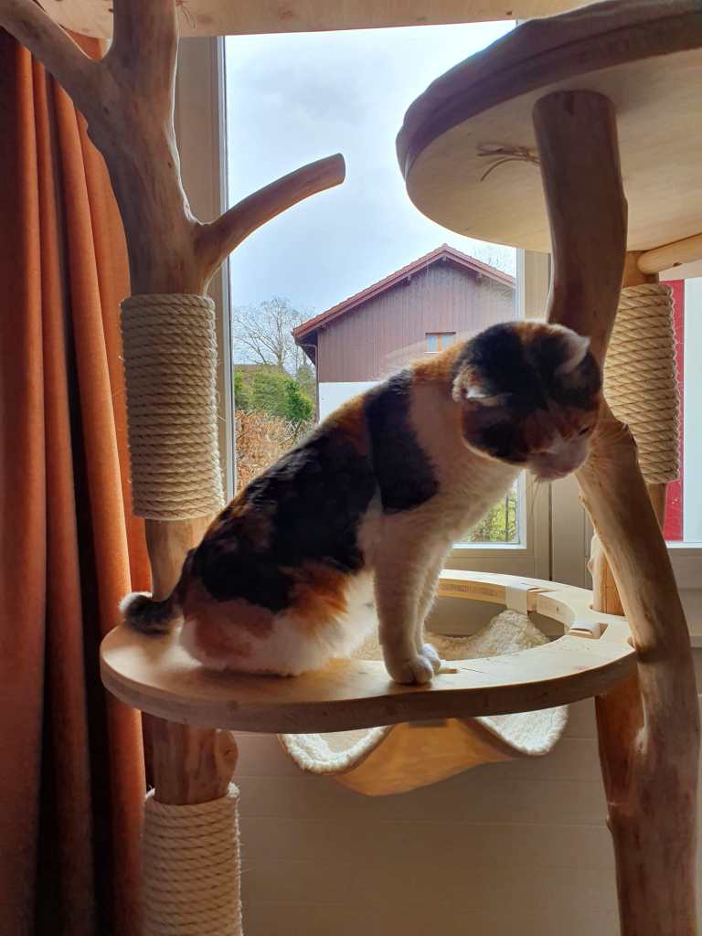 Chat câlin
Chat affectueux