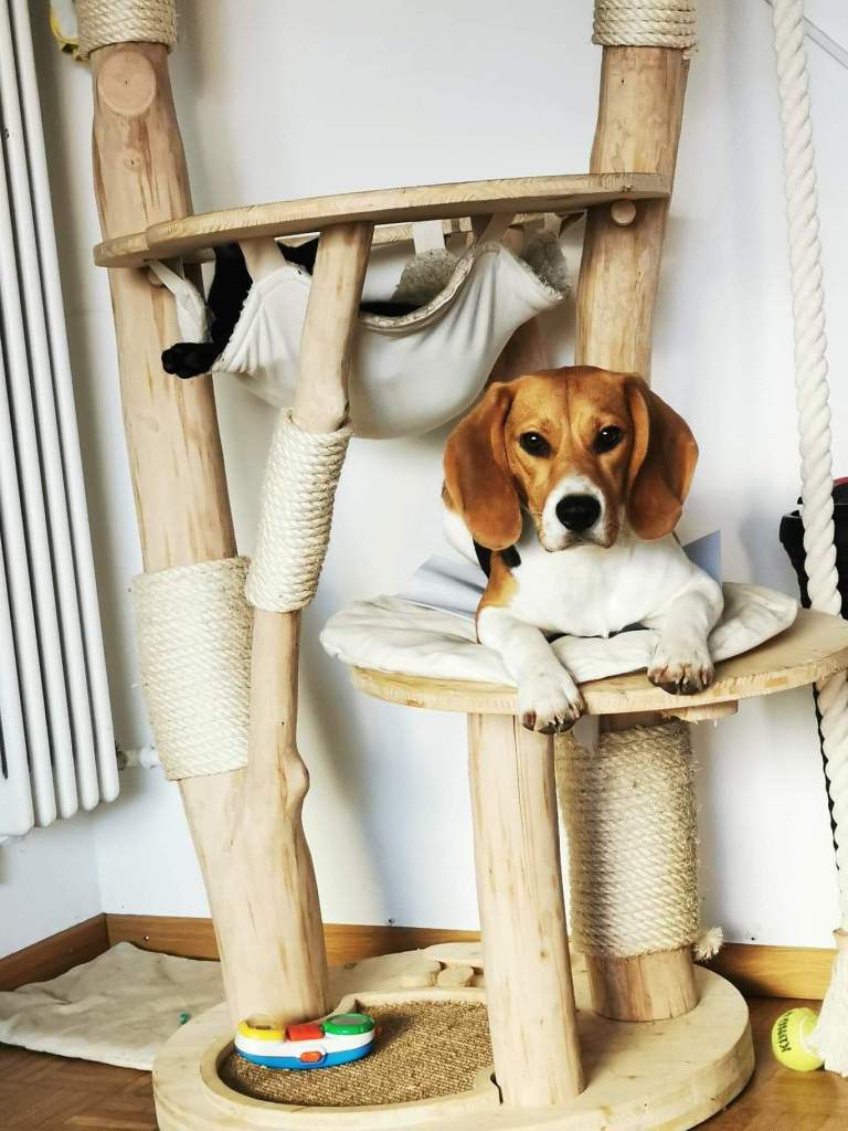 chien
chien et chat
aimer les animaux